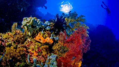 Corals of Indonesia Stock Photos