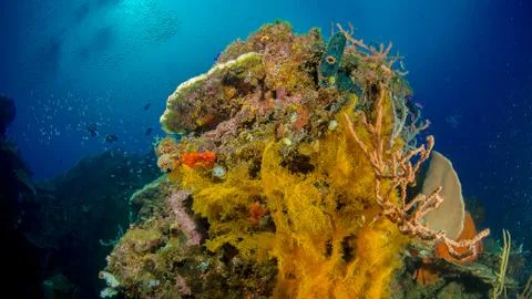 Corals of Indonesia Stock Photos