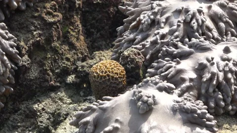 Corals, Malaysia Stock Footage 206581010