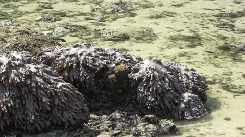 Corals, Malaysia Video stock 206581837