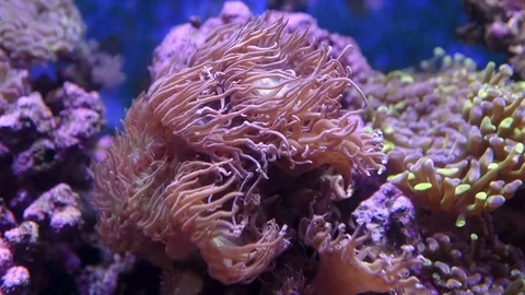 Coral's movement Stock Footage
