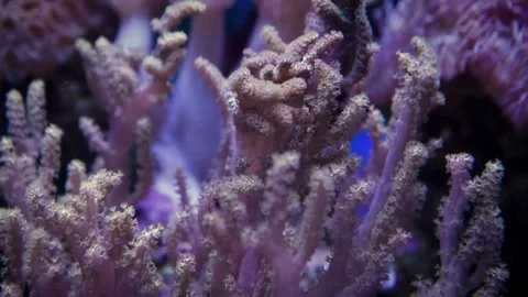 Coral's movement Video stock 97092709
