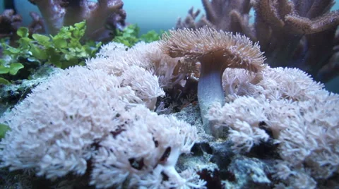 Corals in an office aquarium Видео 66272328