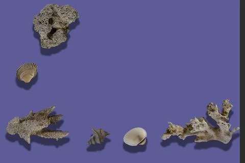 Corals on a purple background. Stock Photos