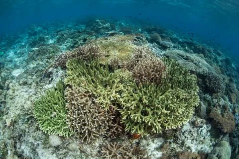 Corals on Reef Stock Photos