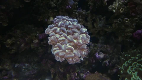 Coral's rhythm Video stock 95218568