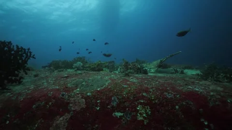 Corals On Rock With Deep Blue In Background Stock Footage 270340670