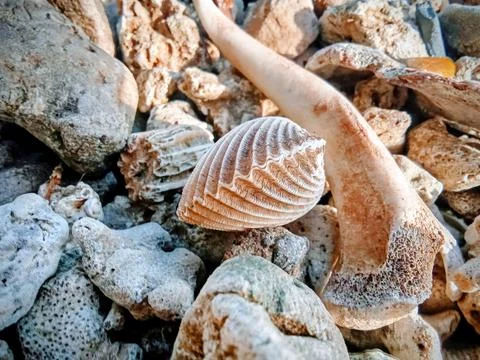 Corals, seashells, rocks on the beach Stock Photos