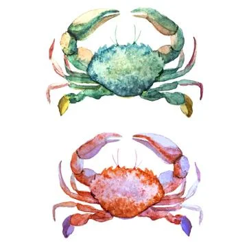 Corals with shells and crabs イラスト素材