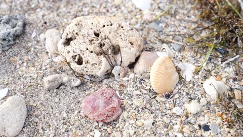 Corals Stones Shells on the Sand Beach Stock-Footage 158345869