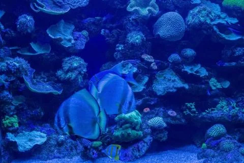 Corals surrounded by exotic fish 写真素材