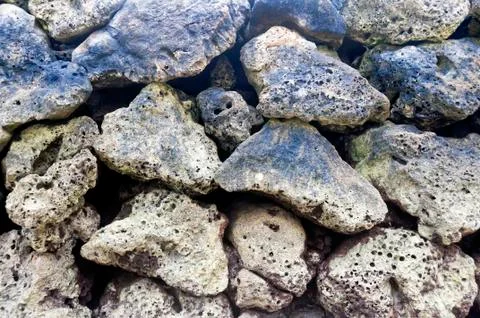 Corals texture Stock Photos