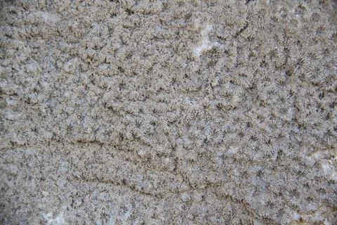 The corals texture on the wall against background. Stock Photos