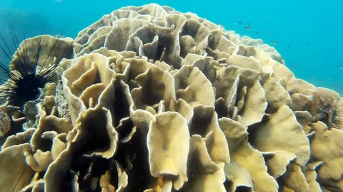 Corals Of Thailand Stock Footage 86384805