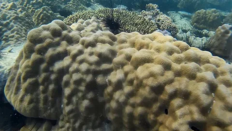 Corals Of Thailand Stock Footage 86384867