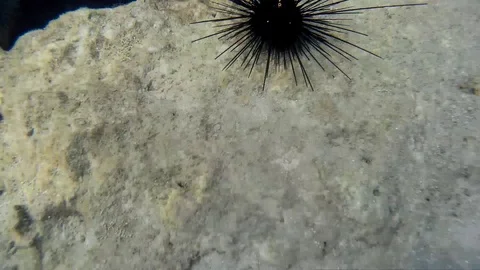 Corals Of Thailand Stock Footage 86384917