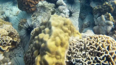 Corals Of Thailand Stock Footage 86385006