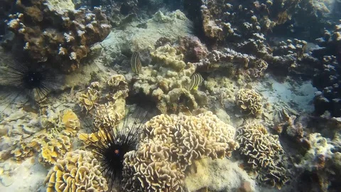 Corals Of Thailand Stock Footage 86385129