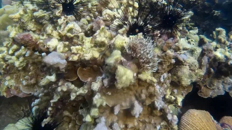 Corals Of Thailand Stock Footage 86385189