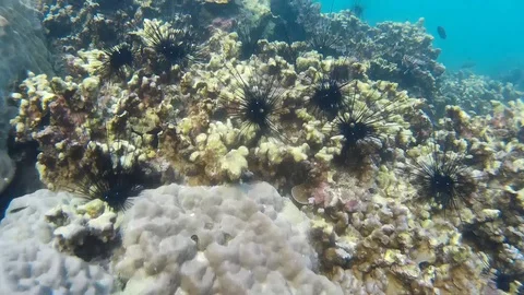 Corals Of Thailand Stock Footage 86385253
