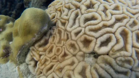 Corals Of Thailand Stock Footage 86385372