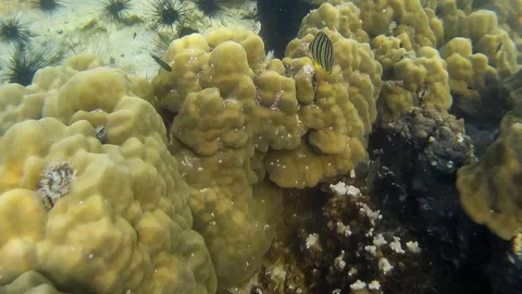 Corals Of Thailand Stock Footage 86385399