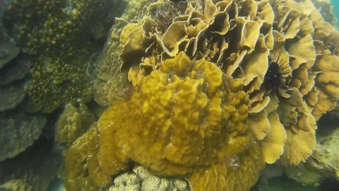 Corals Of Thailand Stock Footage 86385443