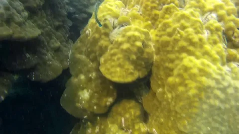 Corals Of Thailand Stock Footage 86385469