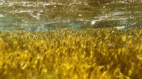 Corals under the influence of waves sway in the water Stock Footage 160121418