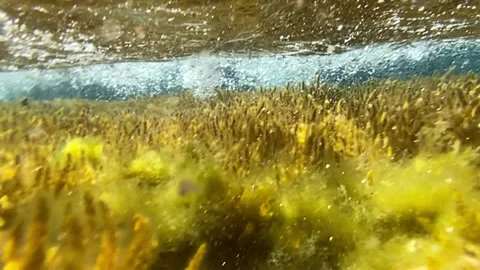 Corals under the influence of waves sway in the water Stock Footage 160121593