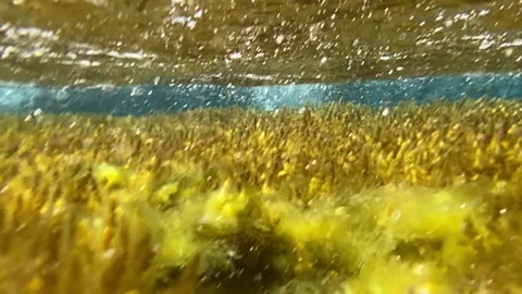 Corals under the influence of waves sway in the water Stock Footage 160121618