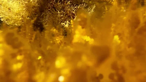 Corals under the influence of waves sway in the water Stock Footage 160121643