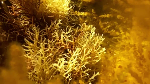 Corals under the influence of waves sway in the water Stock Footage 160121653