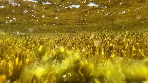 Corals under the influence of waves sway in the water Stock Footage 160121732
