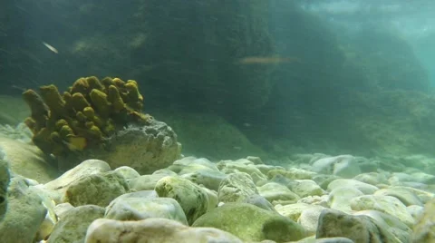 Corals under the sea Video stock 69025711