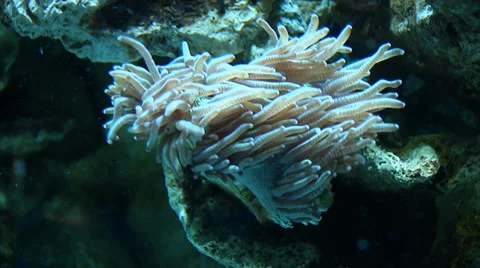 CORALS UNDER WATER Stock Footage 39353837