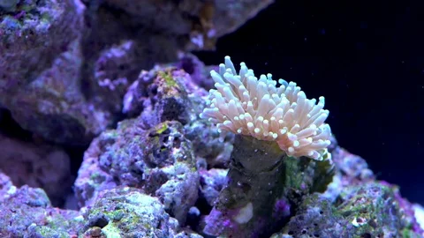 Corals underwater Stock Footage 81235700