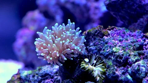 Corals underwater Stock Footage 81235731