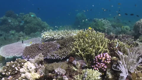 Corals in waters of Bali are an important habitat for various fish species. Stock Footage 244569464
