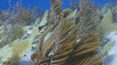 Corals waving in strong current Vidéo 9450164
