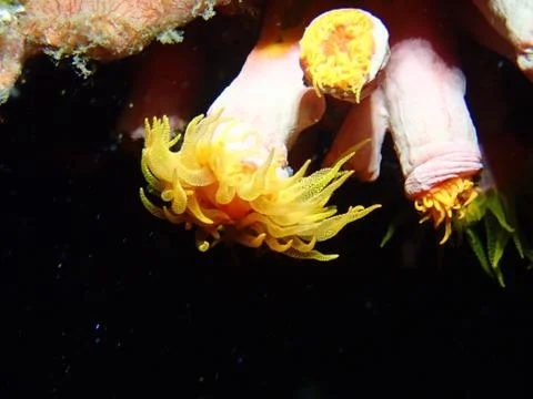 Corals  while Night Diving Stock Photos