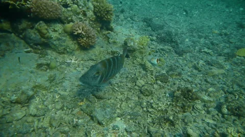 Corals&amp;fish P9 스톡 동영상 949032