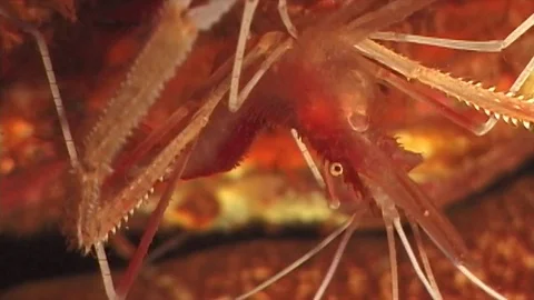 Coralshrimps1 Stock Footage 81226851