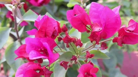 CoralVine Stock Footage 146826937