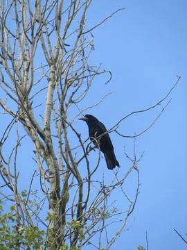 Corbeau sur tronc d'arbre Stock Photos