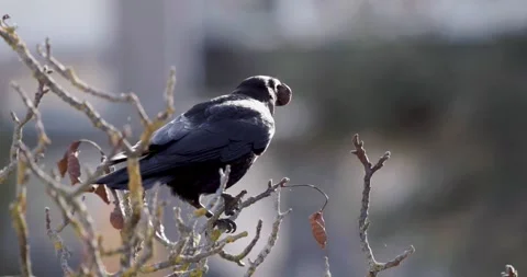 Corbeaux et noix Video stock 320836767