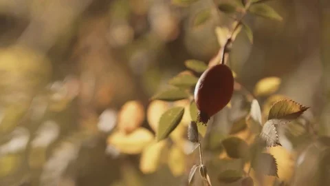 Corbezzolo berry 01 Stock Footage 71960385