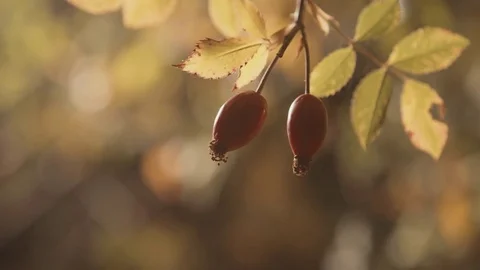 Corbezzolo berry 02 Stock Footage 71962965