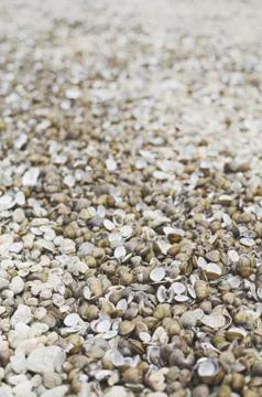 Corbicula Fluminea Clam Shells Stock Photos