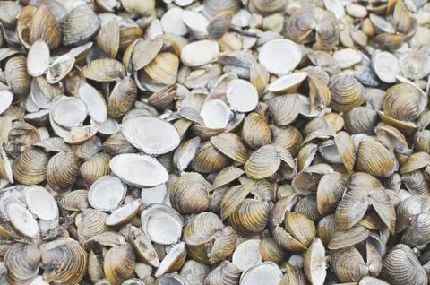 Corbicula Fluminea Clam Shells Stock Photos
